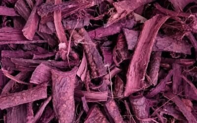 What Is Mimosa Hostilis Root Bark? A Complete Guide to Its Origins, Uses, and Global Popularity