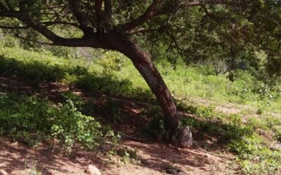 Mimosa Hostilis Root Bark For Sale: What It Is, Traditional Uses, Benefits, and Why It’s in High Demand Worldwide