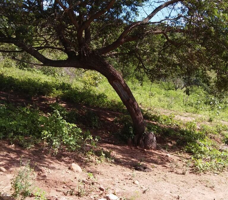 Mimosa Hostilis Root Bark For Sale: What It Is, Traditional Uses, Benefits, and Why It’s in High Demand Worldwide